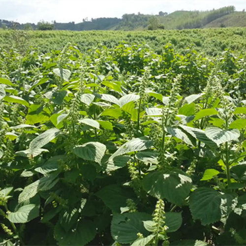 东北生苏籽紫苏子生紫苏子生苏子1斤至5斤食用苏子籽种子烧烤料