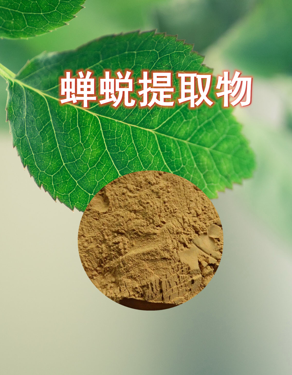 蝉蜕提取物 10:1 20:1 蝉蜕粉 蝉蜕速溶粉 浓缩粉 浸膏粉 /蝉衣粉