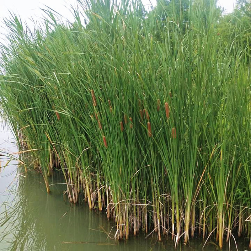 基地批发水烛香蒲花 水体绿化大香蒲 香蒲苗 湿地挺水植物