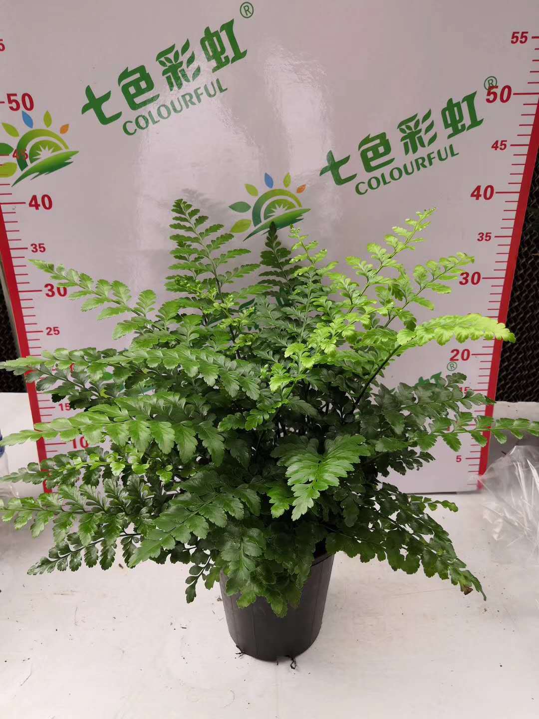 基地直供 垂直绿化墙绿植花卉盆栽 蕨类植物花卉盆栽 150#吉姆蕨