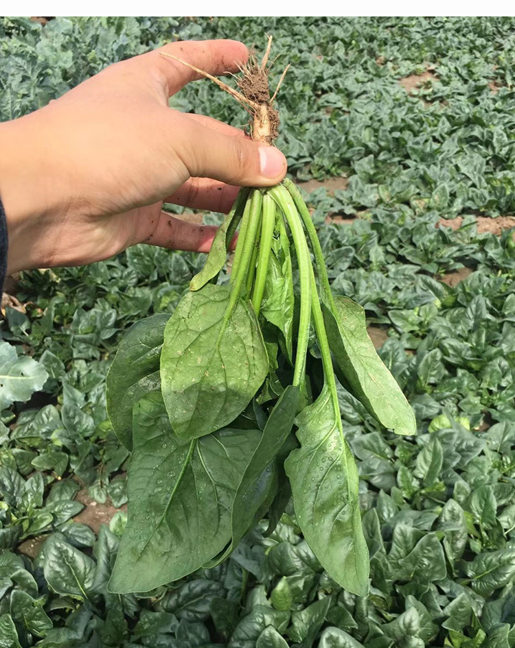 本地土菠菜种子 农田菜园可盆栽叶柄短粗尖叶肥厚质嫩菠菜蔬菜籽