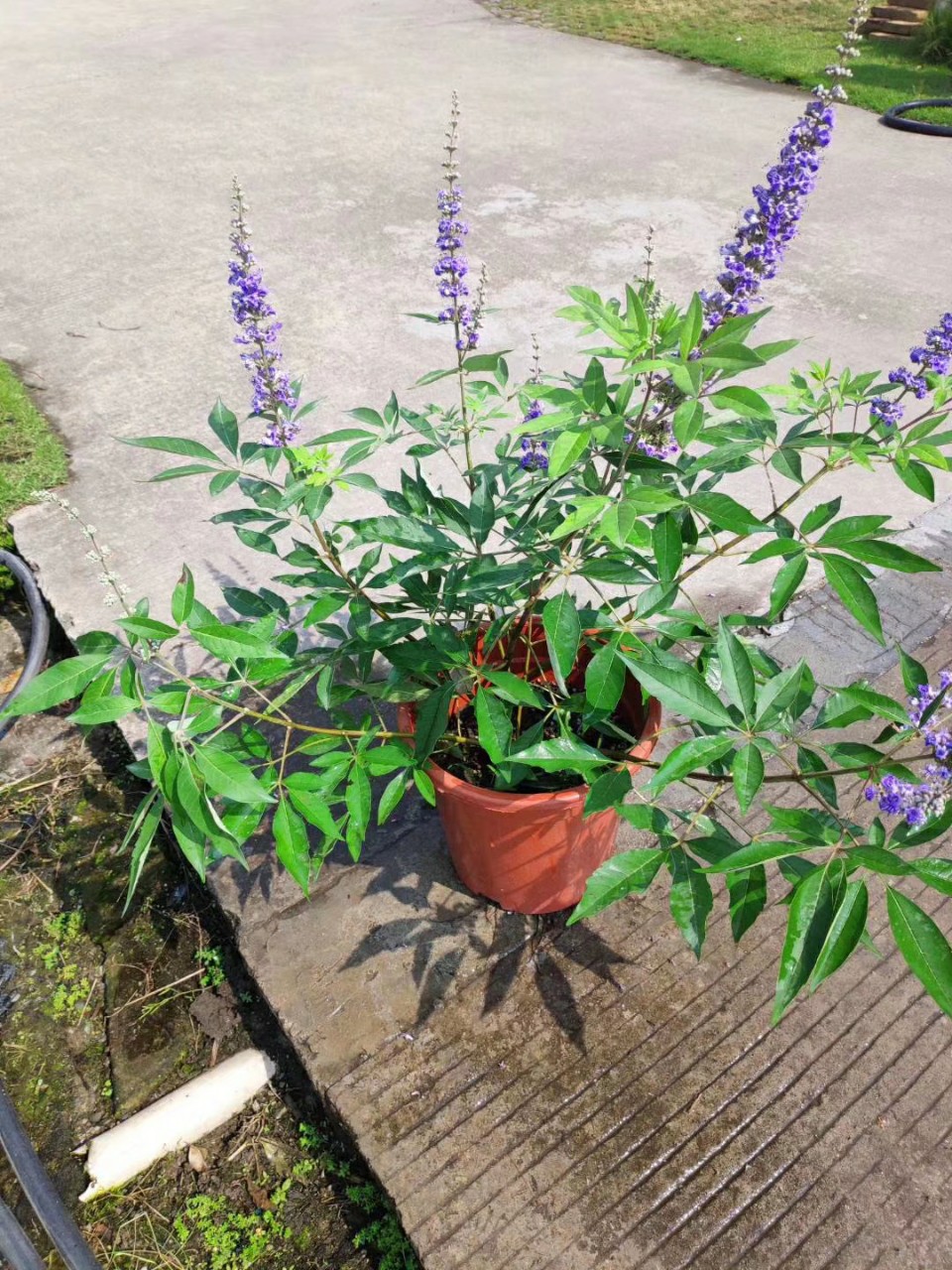 208基地批发 供应 穗花牡荆 0.5-1.5米高盆栽 袋苗 庭院 花镜