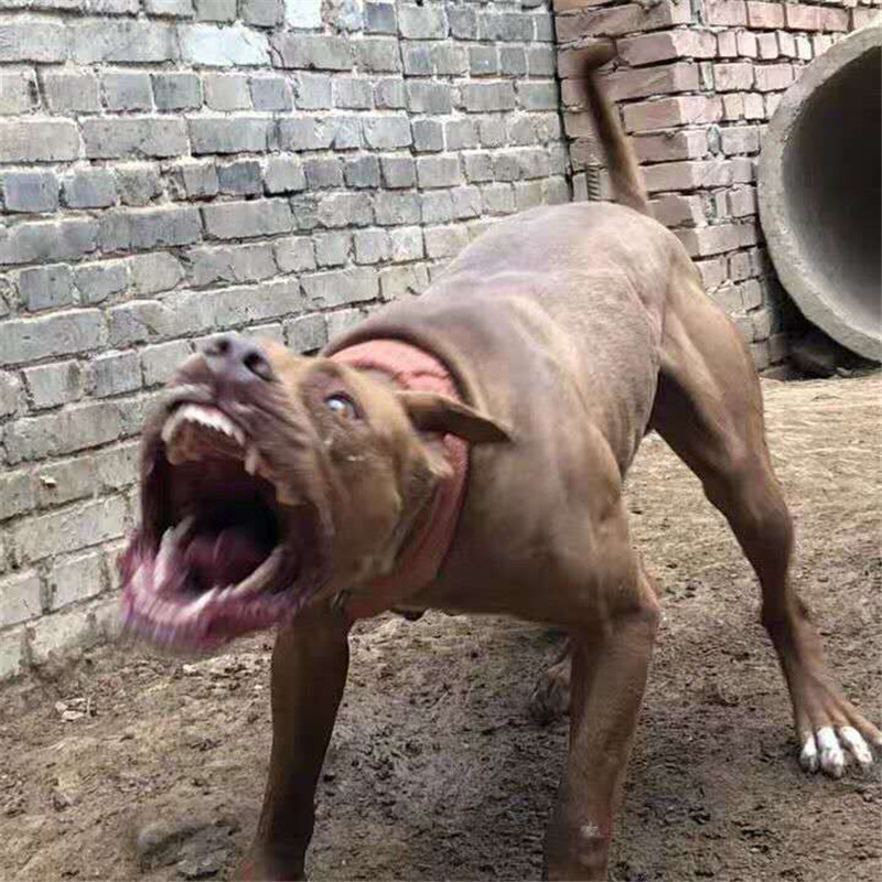 纯种比特犬幼犬活体大型巨型比特犬猎犬斗犬看家护院狗斗架犬比特