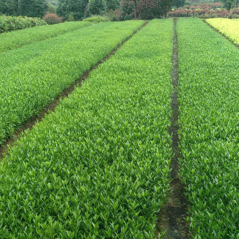 批发小叶栀子花 海栀子及各种园林绿化色块小苗 成活率高耐旱