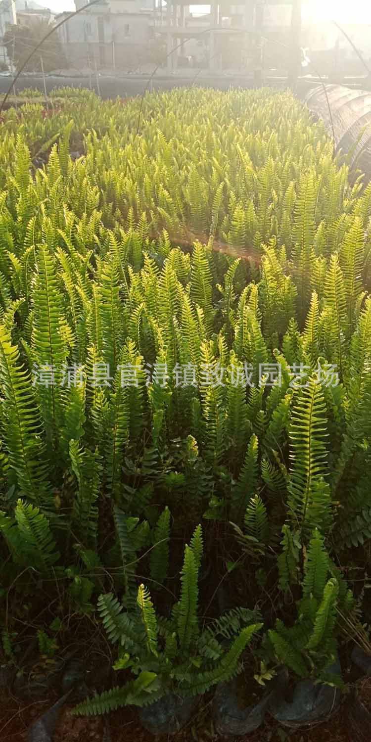 排骨草袋苗 排骨草小苗 肾蕨 漳州基地直销 量大优惠