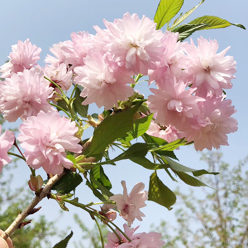 山东菊枝垂樱花小苗 产地直供多规格1-10公分菊枝垂樱花苗基地