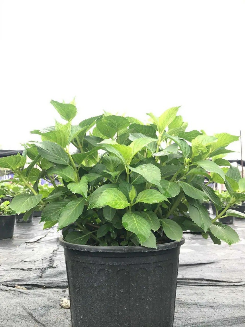 22款双色盆方形加仑盆新款绿色加仑花盆轻质侧孔高韧性胜达花盆