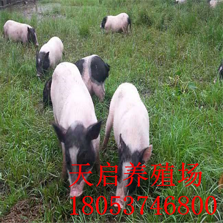 巴马香猪活苗小香猪幼仔幼苗香猪活体巴马香猪幼崽