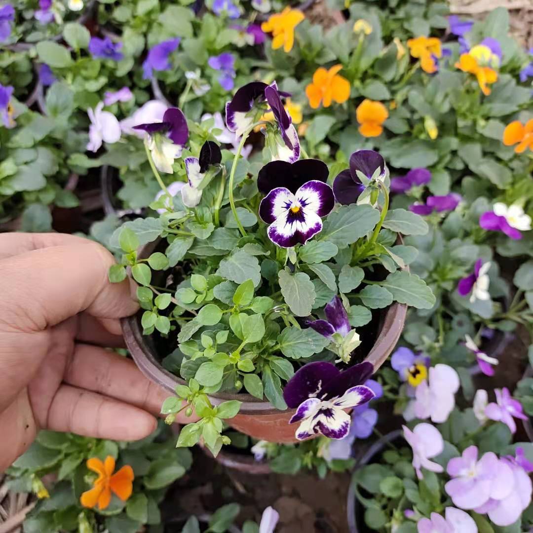 三色堇角堇花苗草花绿化耐寒花卉植物室外观赏盆栽多种颜色阳台庭