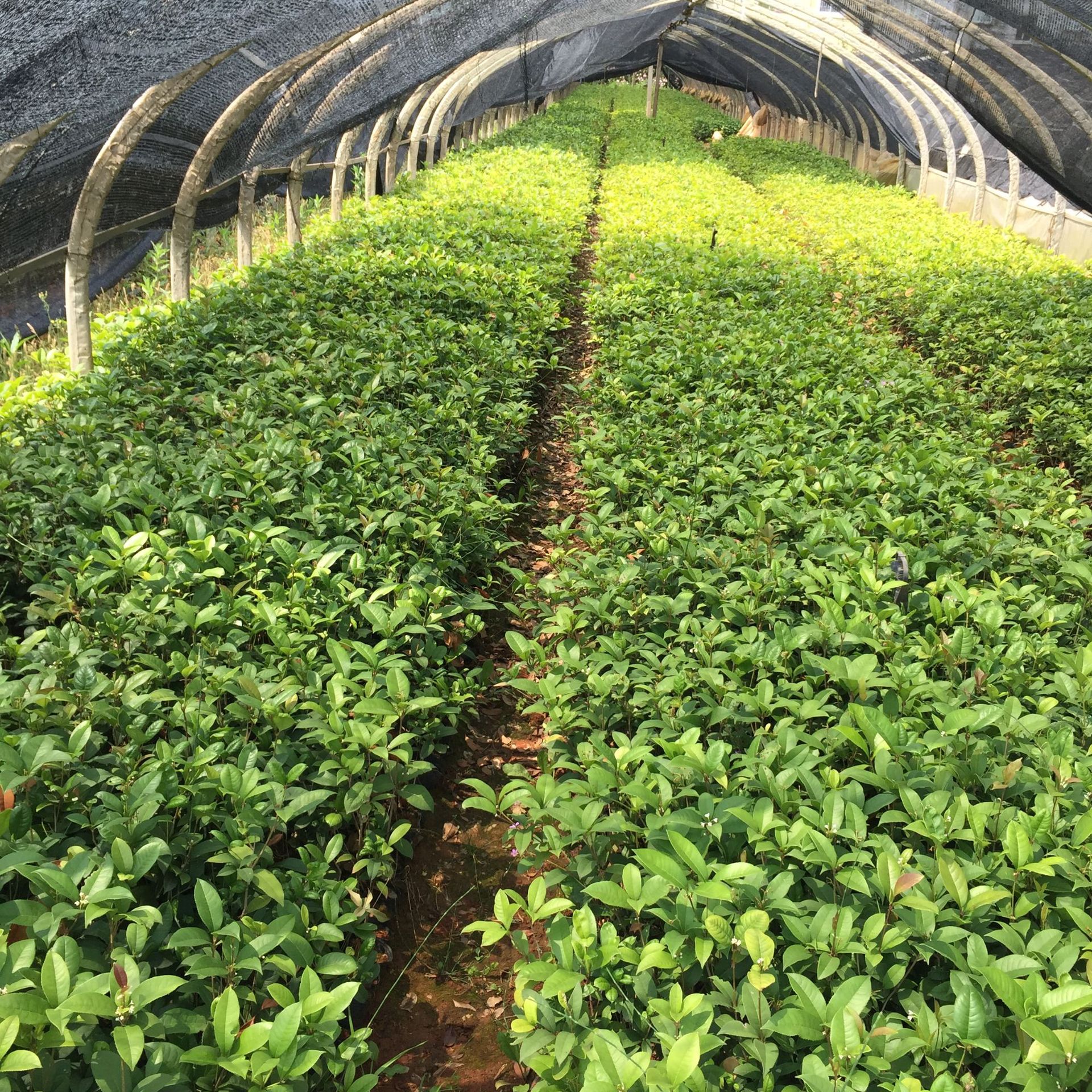 四季桂花树杯苗 四季开花 绿化地被 云南基地直销