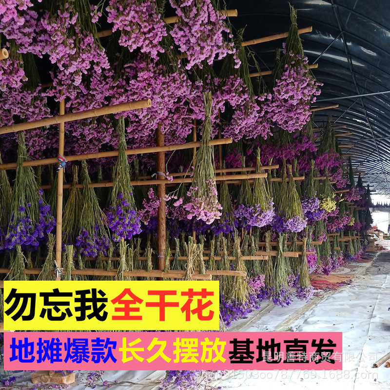 勿忘我干花情人草干花云南干花批发基地直发