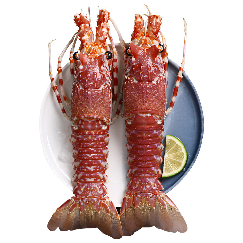 龙虾 莫桑比克玫瑰龙虾250g-300g/1只海鲜水产鲜活新鲜冰冻大龙虾