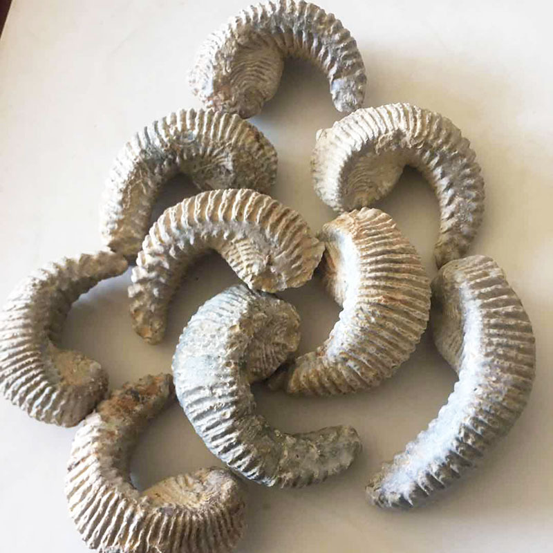 批发牡蛎化石原石古生物化石教学标本客厅摆件把玩件原石