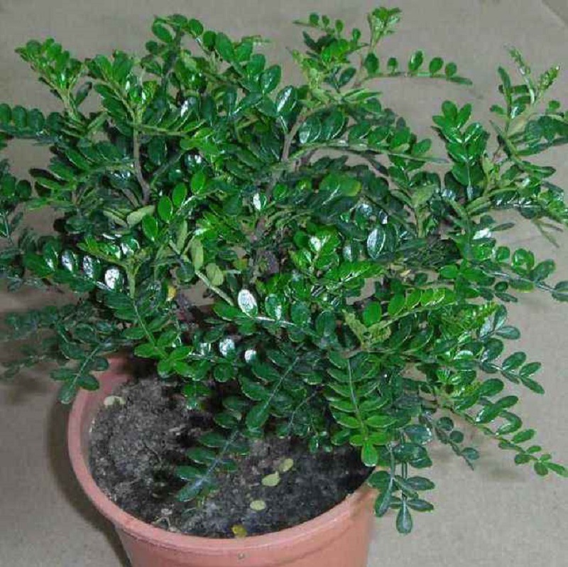 清香木盆栽基地促销桌面室内净化空气甄选名贵树常绿青驱蚊好养易