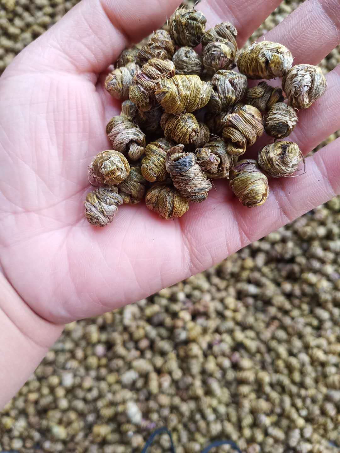 石斛shihu产地安徽六安霍山铁皮石斛 630元每公斤无残渣一键代发