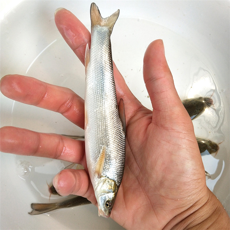 广州市直售银鳕鱼 淡水银鳕鱼苗 大鳞鲃鱼苗 乌兹别克斯坦银鳕鱼
