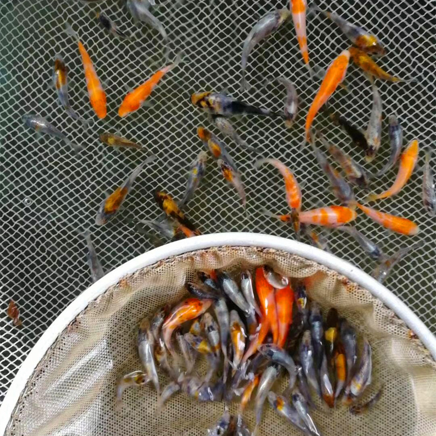 渔场直供批发锦鲤鱼苗入门小规格4~6cm规格普通一选锦鲤鱼苗