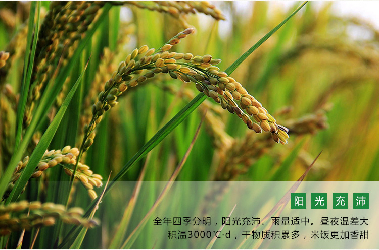 东北大米 2020年新大米辽宁开原大米生态香长粒香粥米袋装5kg批发