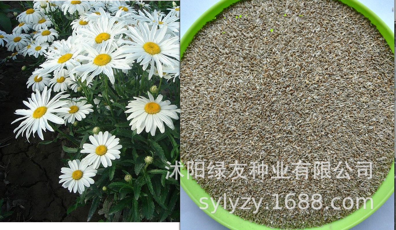 批发宾菊种子 大宾菊 多年生菊花 鲜切花 花海种植等