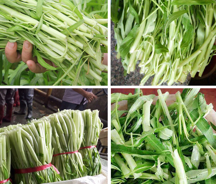 新白梗柳叶空心菜种子 农田菜园基地高产绿叶白茎味香空心菜籽