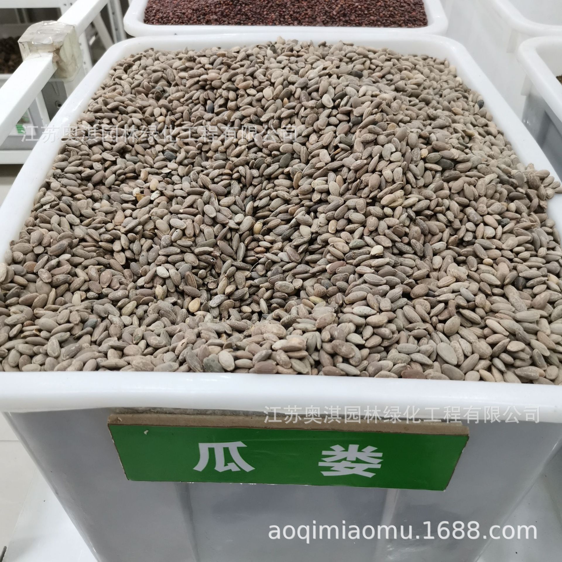 瓜蒌种子 吊瓜子种籽 苦瓜栝楼种子瓜楼 量大优惠 货到付款