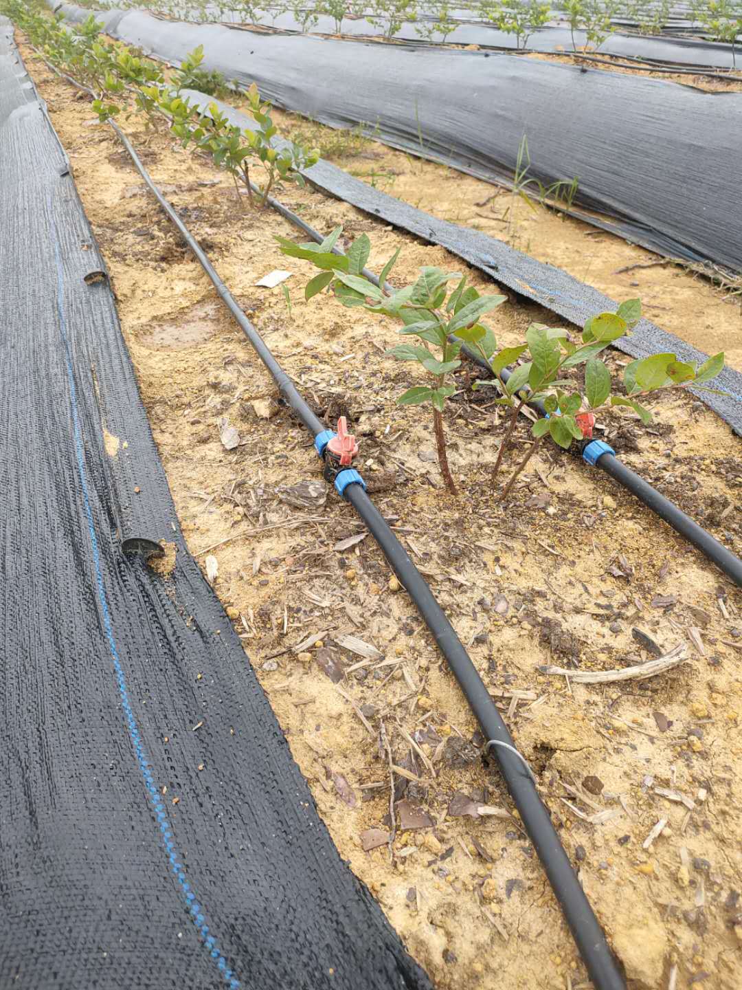 水肥一体化pe滴灌管 农业园林果树温室大棚用圆柱式滴灌管