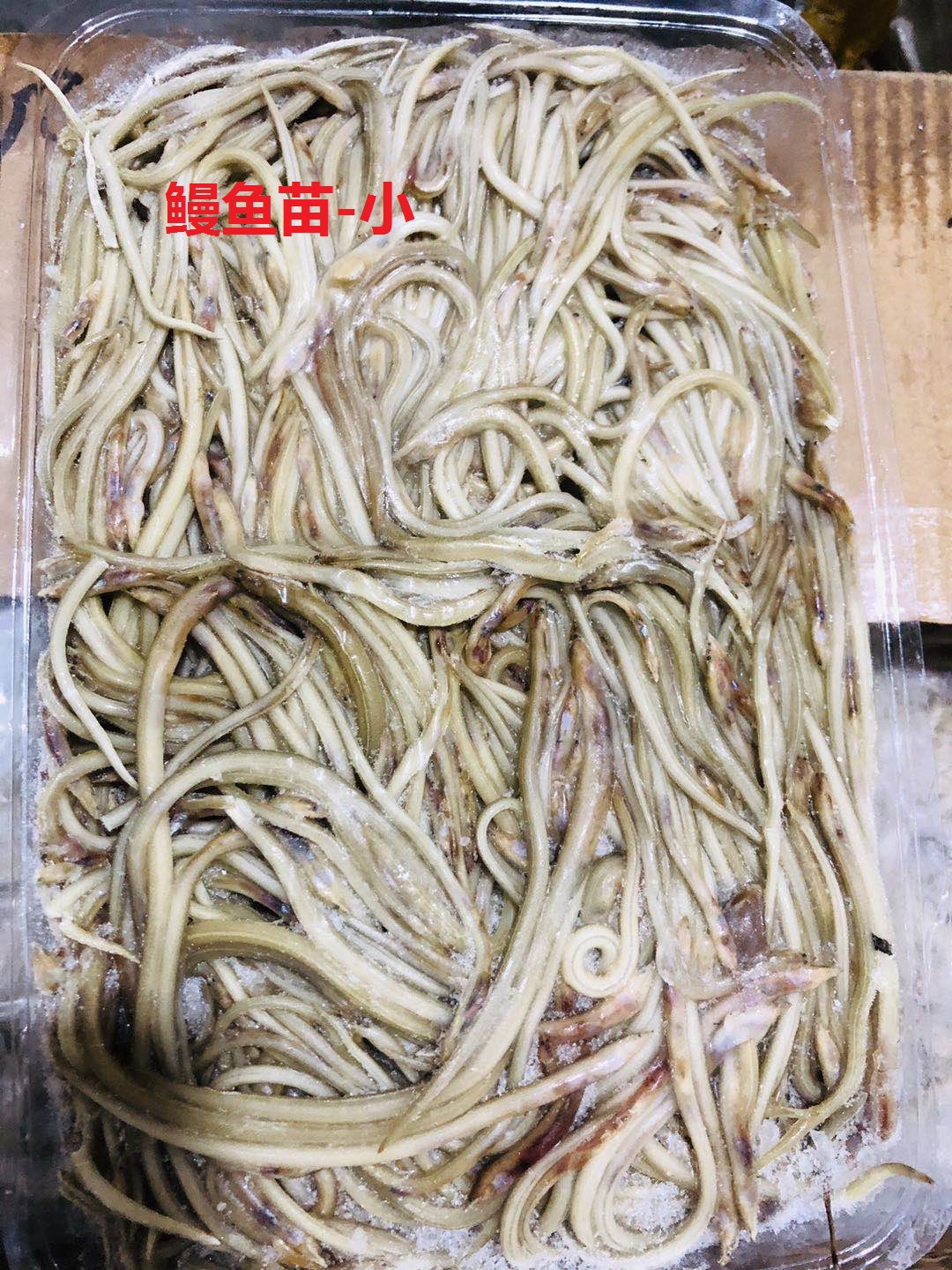 厂家供应小海鳗 小油鳗 鳗鱼苗 头水鲜海带苗 海带嫩