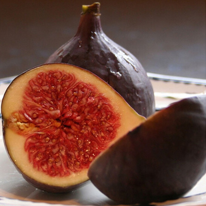黑爵士无花果苗 四季种植盆栽矮化南北方种植地栽特大无花果苗