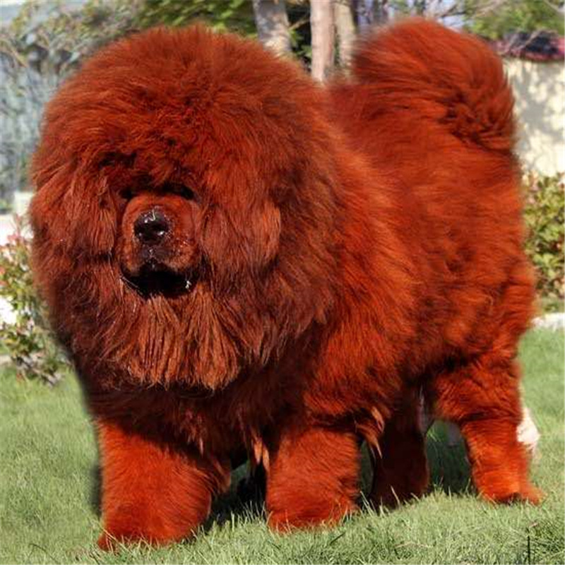 藏獒犬幼仔纯种巨型藏獒活体大型犬雪獒红獒幼犬出售疫苗齐全出售