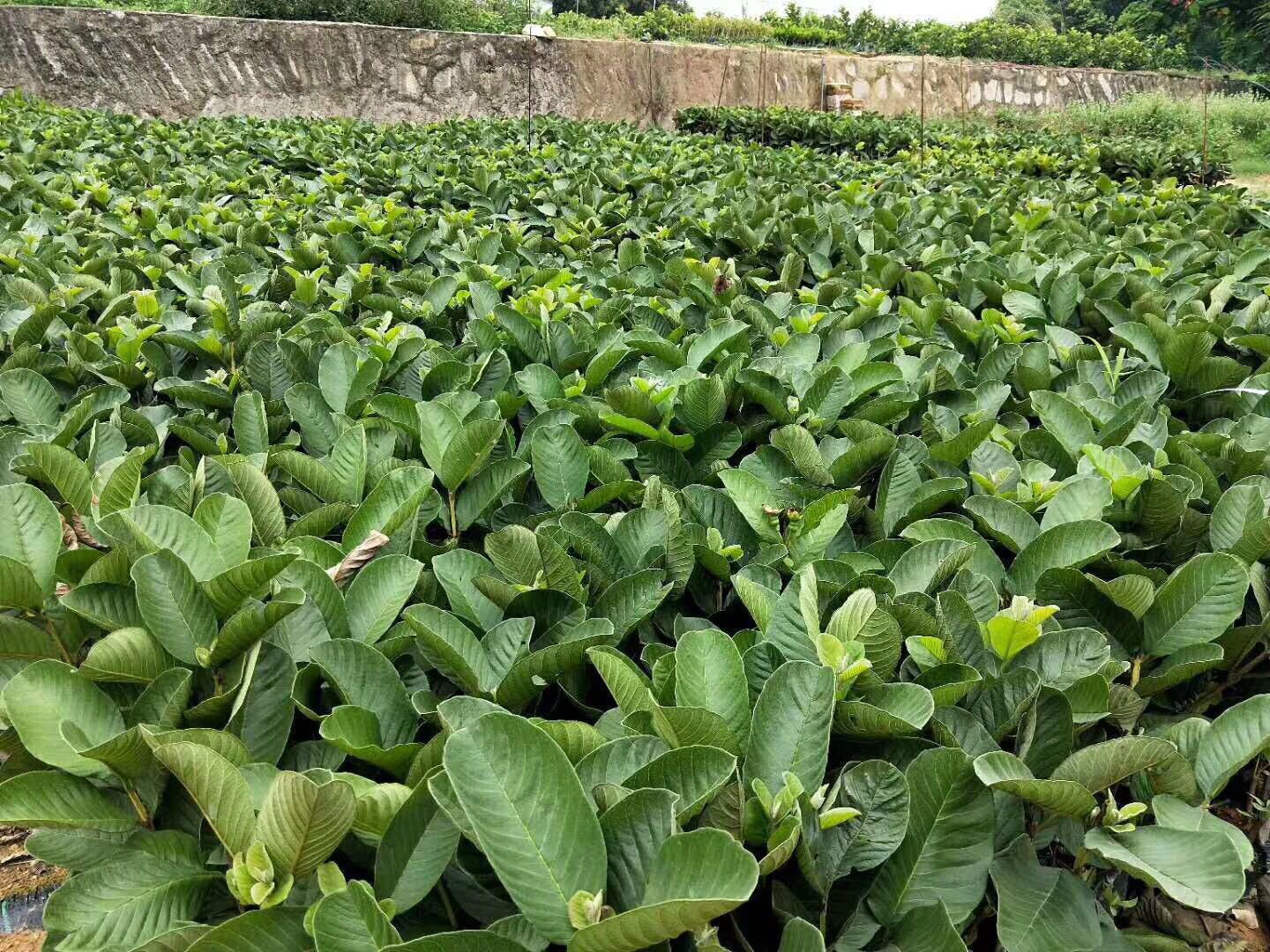 番石榴苗果树苗红宝石室内庭院盆栽地栽珍珠番石榴树苗厂家现货