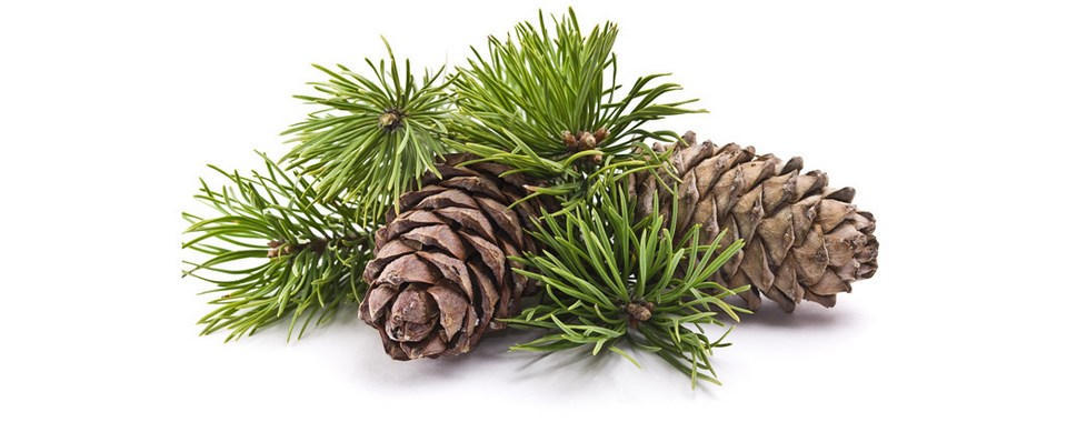 松塔提取物 松塔粉 bunge pine cone p.e.
