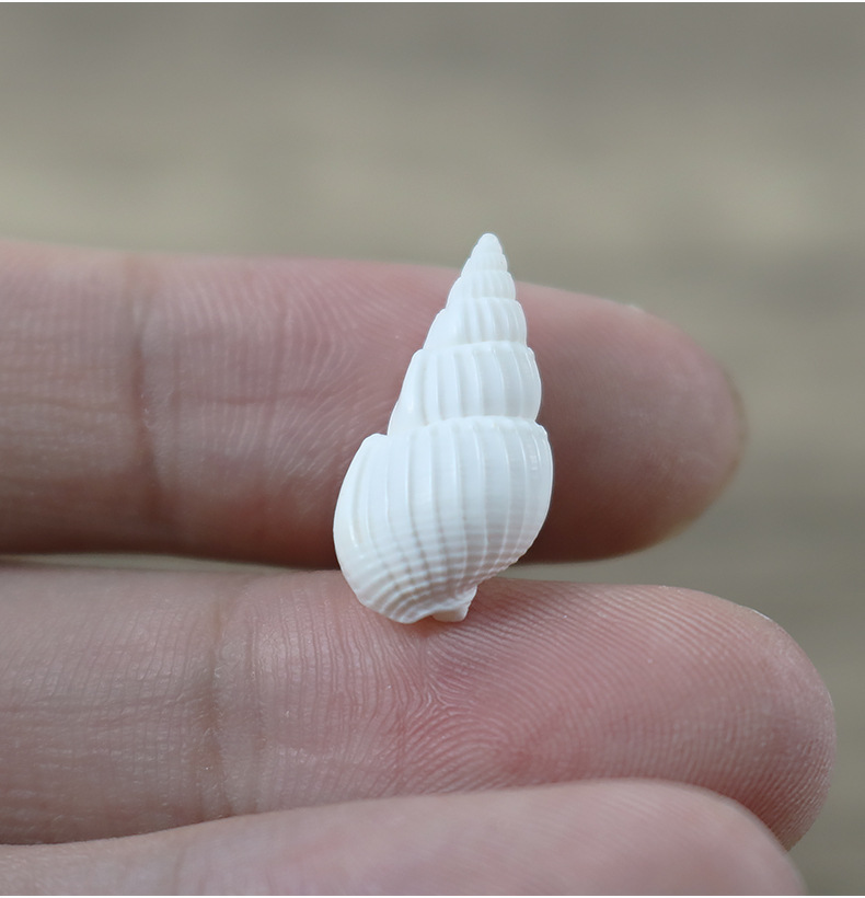 天然海螺贝壳500克小白螺白米螺漂流瓶微景观盆栽材料批发一斤装
