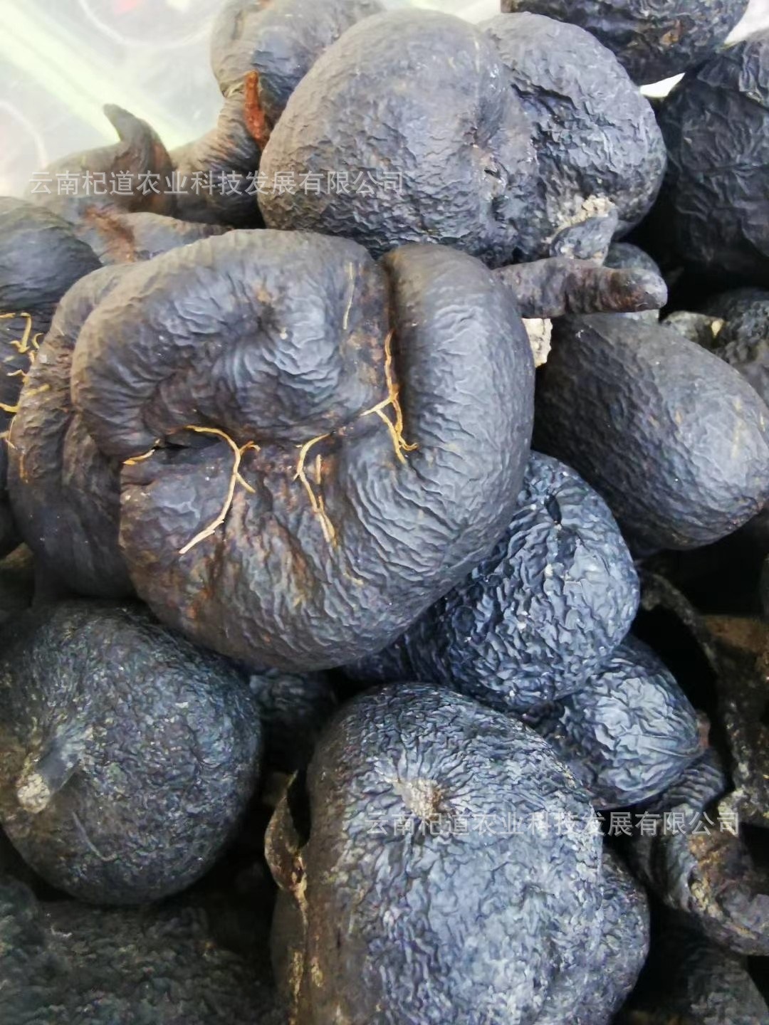 乌灵参批发乾坤参吊金钟 鸡枞胆 10克/件现货秒发