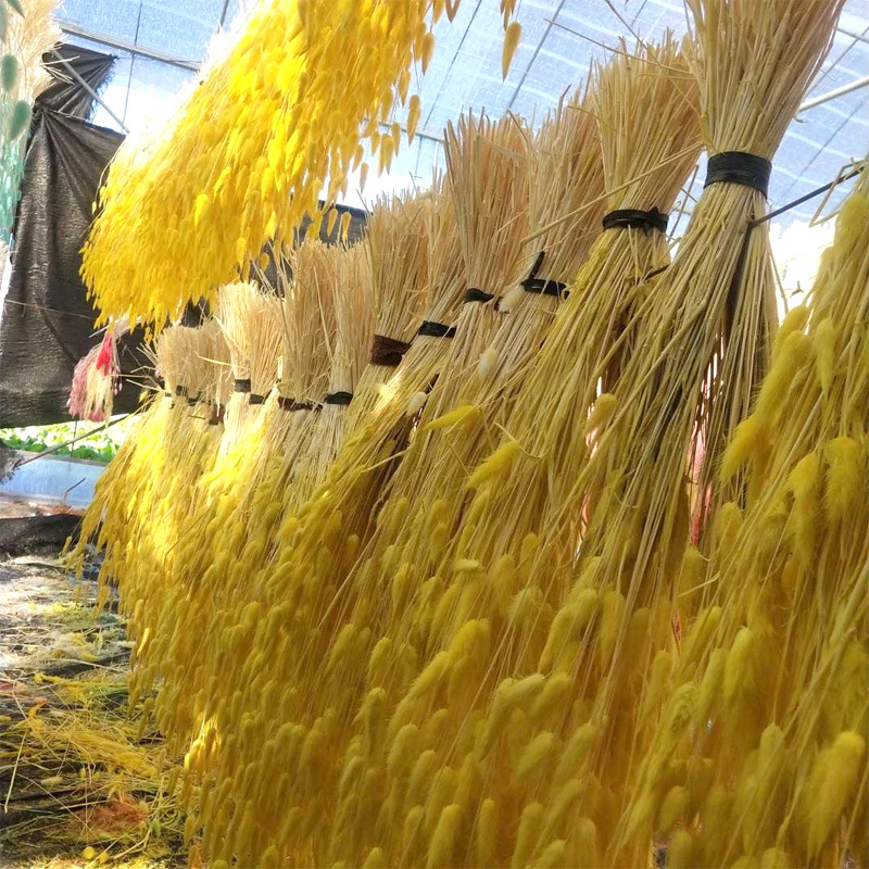 兔尾草干花家居装饰真花永生花狗尾巴草拍摄道具兔尾草干花批发