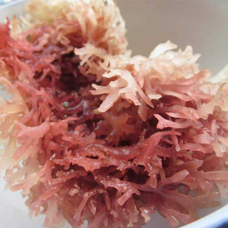 红石花菜500g麒麟菜血珊瑚草海燕窝海石花鹿角菜龙须海藻海冻菜干