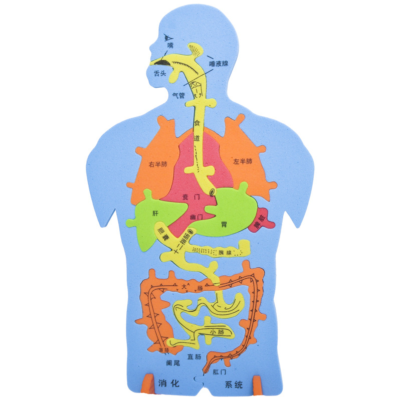 eva科技小制作内脏拼图模型科学实验认知大号人体器官diy消化系统