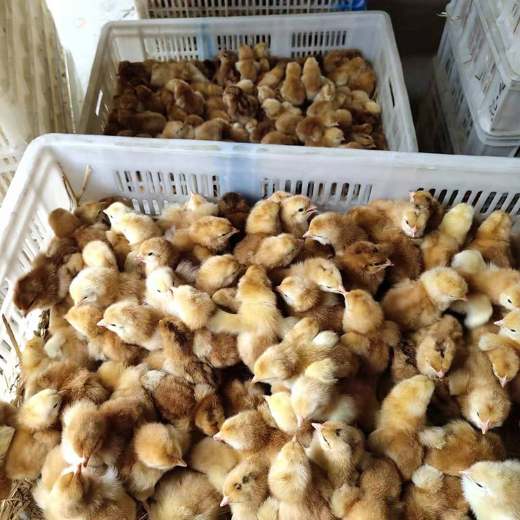 常年红玉鸡苗 格低 代育脱温鸡苗
