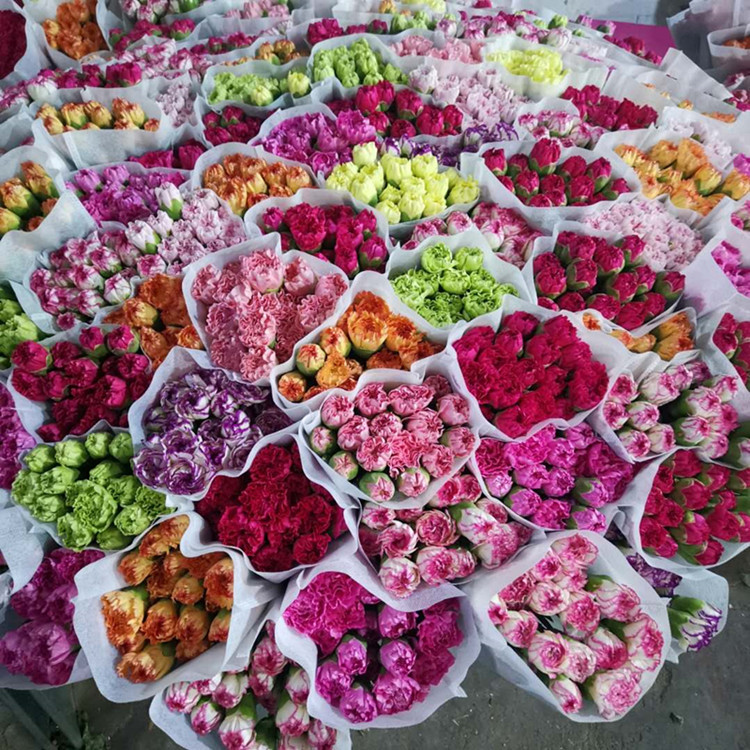 云南昆明康乃馨鲜花批发基地直发教师节礼物单头多头整扎花店婚庆