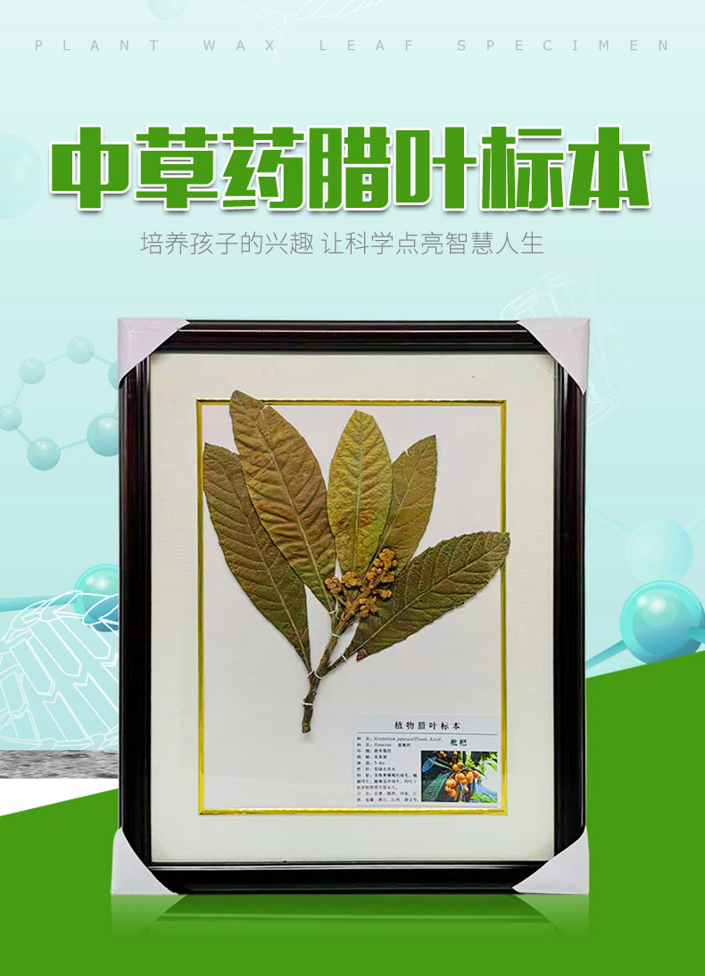 展馆陈列玻璃精装实木边框中药标本 自然中药植物腊叶标本
