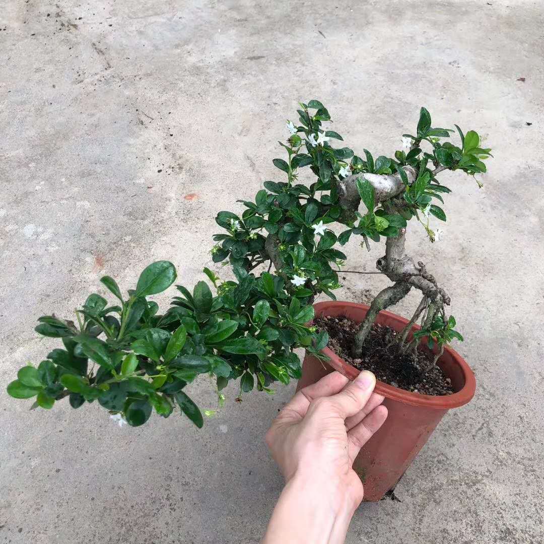 基地直供230#悬崖福建茶 盆栽绿植 净化空气