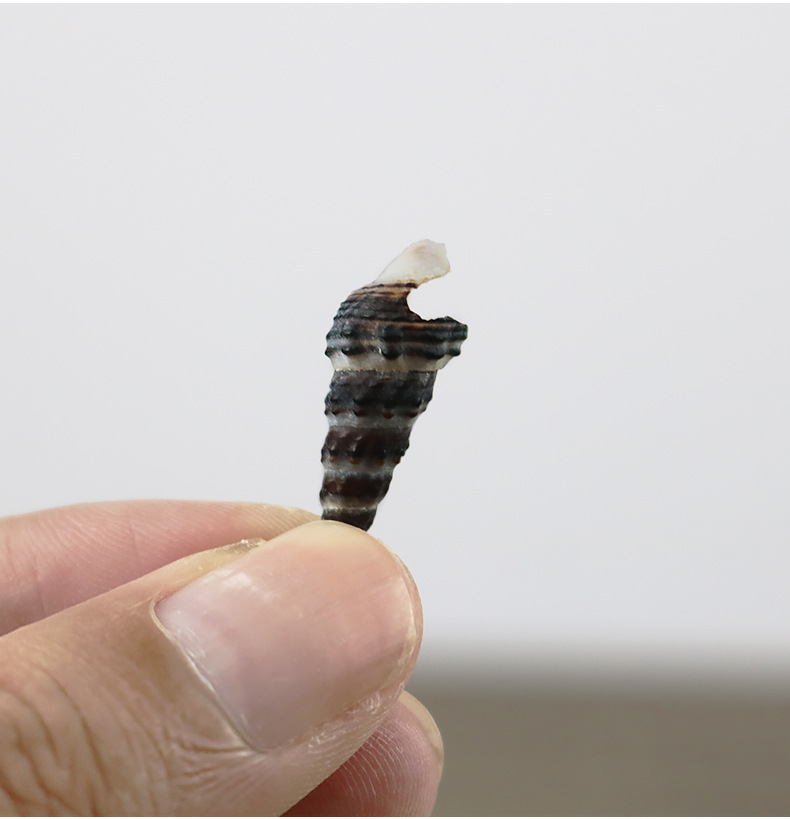 厂家直批天然海螺贝壳标本黑钉螺海螺工艺品配件diy漂流瓶一斤