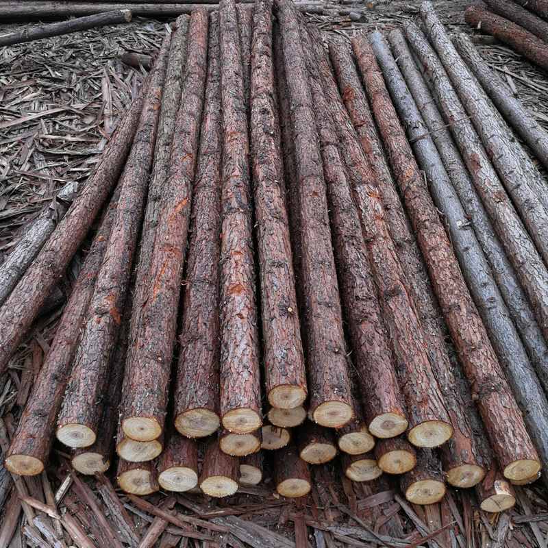 山东4米杉木绿化杆批发 多种规格尺寸园林树木支撑护河道桩杉木桩