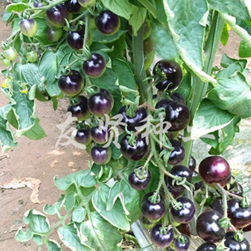 紫圣果番茄种子紫珍珠圣女果菜园易种春秋四季播室内阳台盆栽菜籽