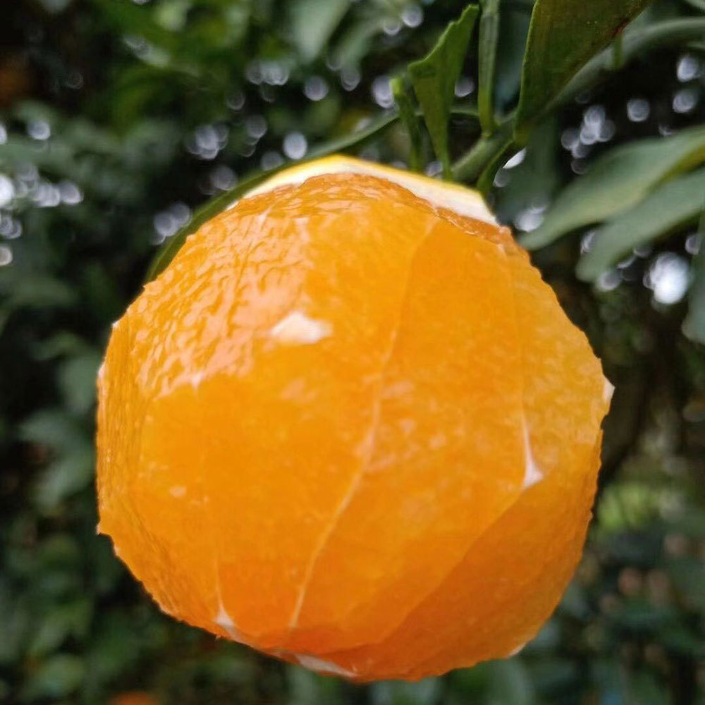 广西 红江橙 花皮果 橙子 活动装