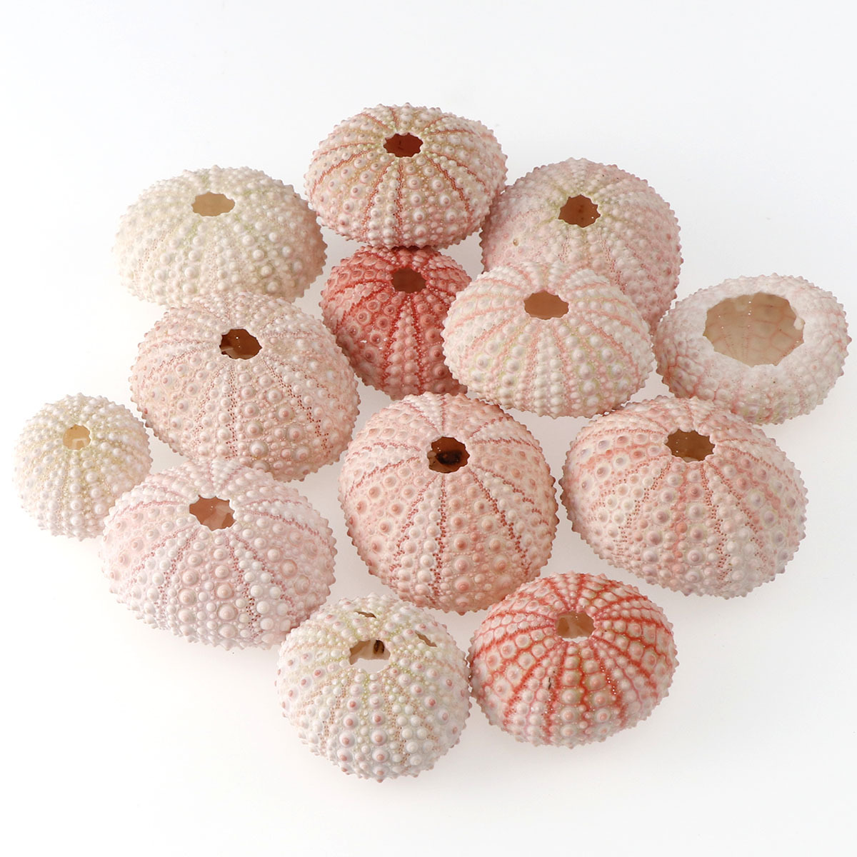 海胆壳 天然海胆 贝壳海螺搭配摆件diy手工材料 鱼缸微景观装饰物