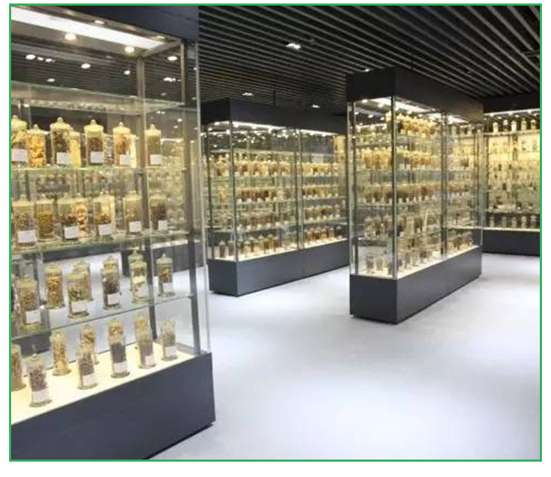 直销中药标本馆用各类中医药标本中药饮片标本 生药标本 中药标本