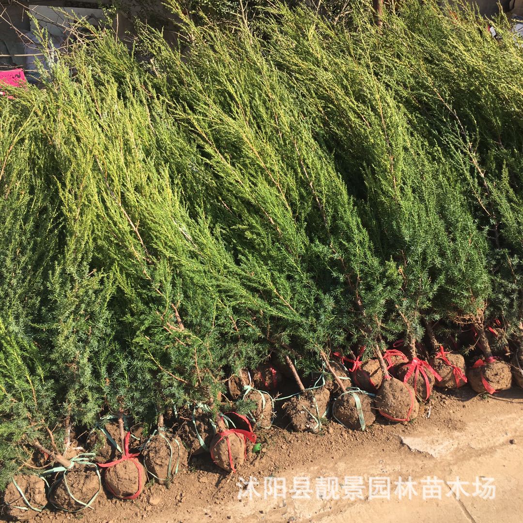 刺柏 松柏树苗 刺柏刺松 宝塔 松塔柏 蜀桧 园林绿化苗木墓地松