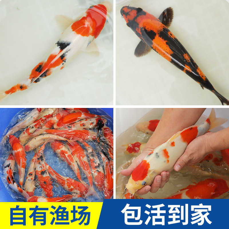 顺丰包邮包活35部b级3035cm淡水观赏鱼渔场现货批发渔场选鱼