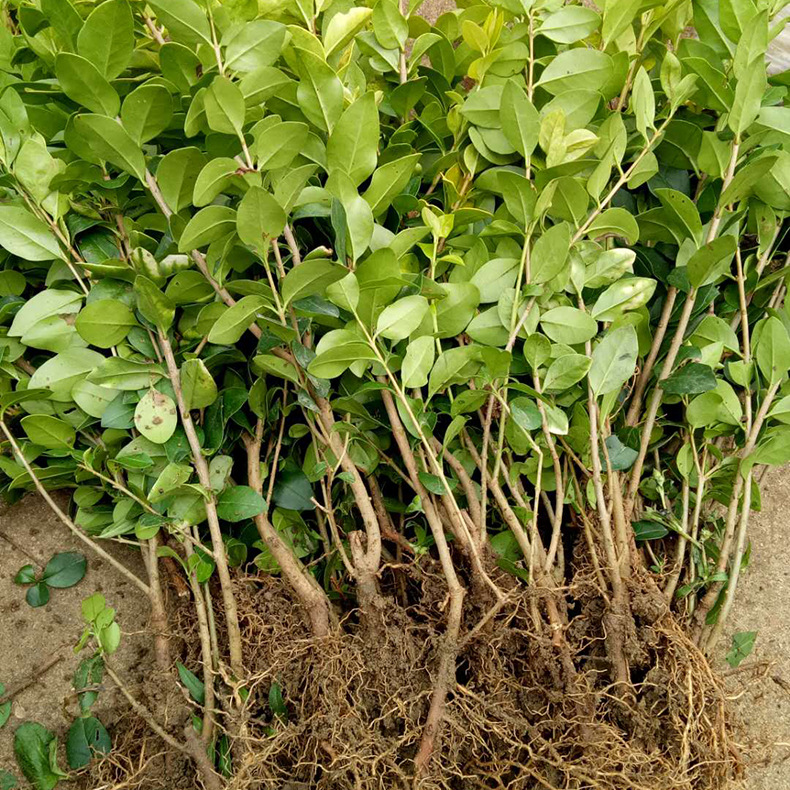 金森女贞 金叶女贞 女贞小苗 女贞苗彩色苗四季常青庭院植物