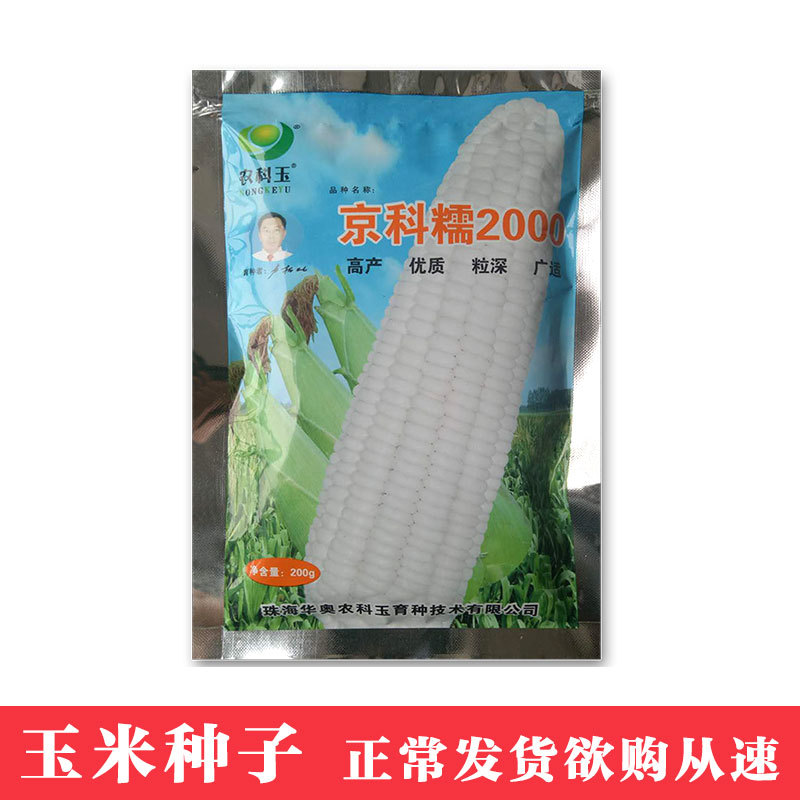 凤鸣雅世 京科糯2000糯玉米种子 200克 四季农家蔬菜种子菜种籽
